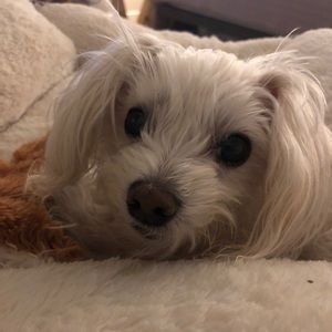 Meet your Posher, Crystal